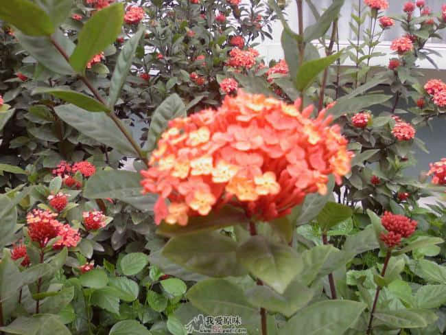 花儿开得正艳